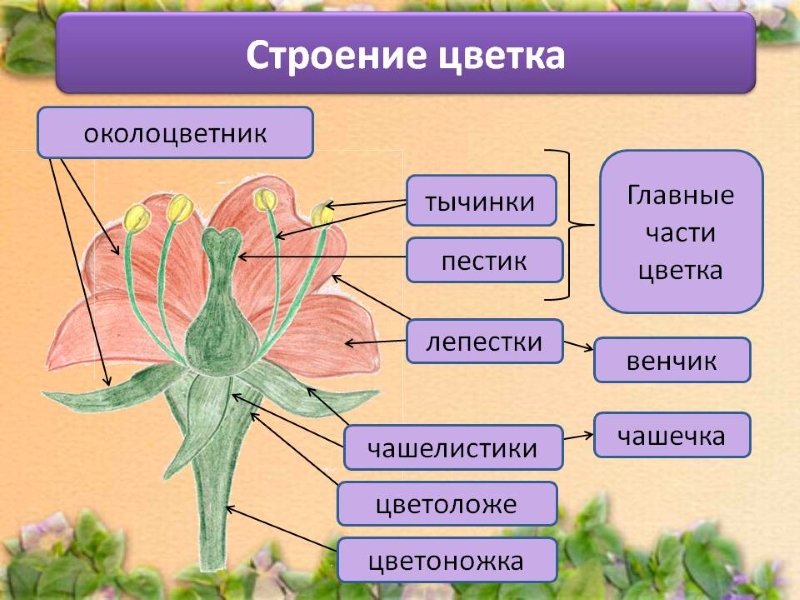 Строение цветка гибискуса