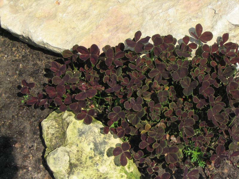 Клевер Trifolium
