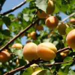 Фото 15: Плоды абрикосов на дереве
