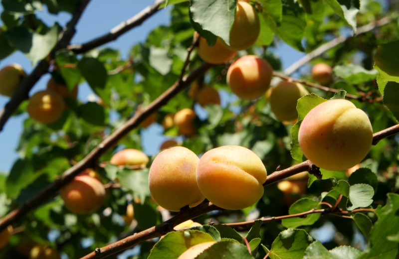 Плоды абрикосов на дереве
