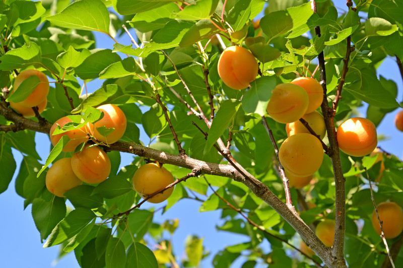 Дерево абрикоса с созревшими плодами