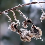 Фото 7: Чернокорень зимой