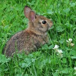 Фото 8: Клевер - лакомство для кроликов