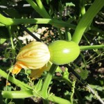 Фото 18: Формирование плода тыквы