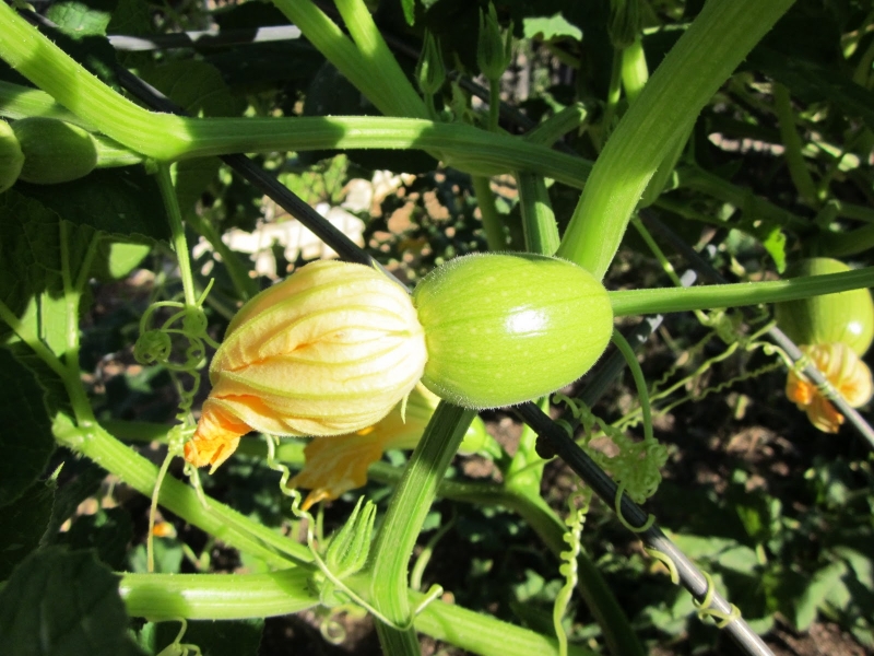 Формирование плода тыквы