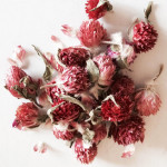 Фото 17: Засушенные цветки красного клевера