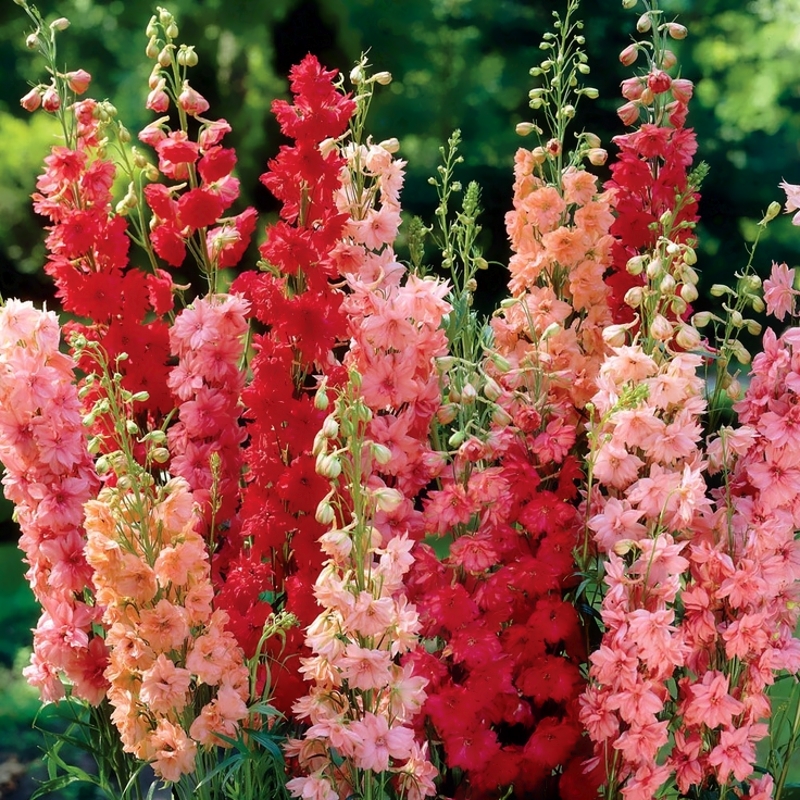 Многолетние садовые цветы цветущие с названиями и фото высокорослые