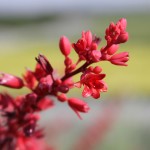 Фото 7: Цветок красной юкки