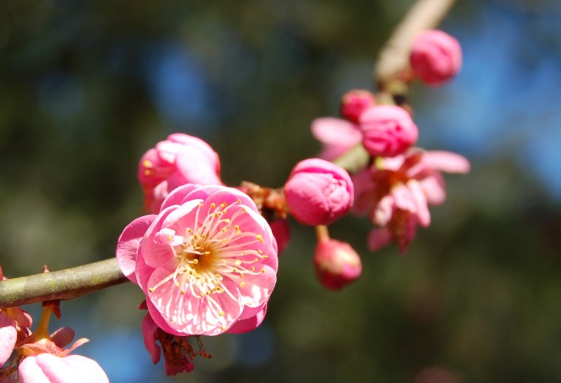 Розовые цветы абрикосового дерева