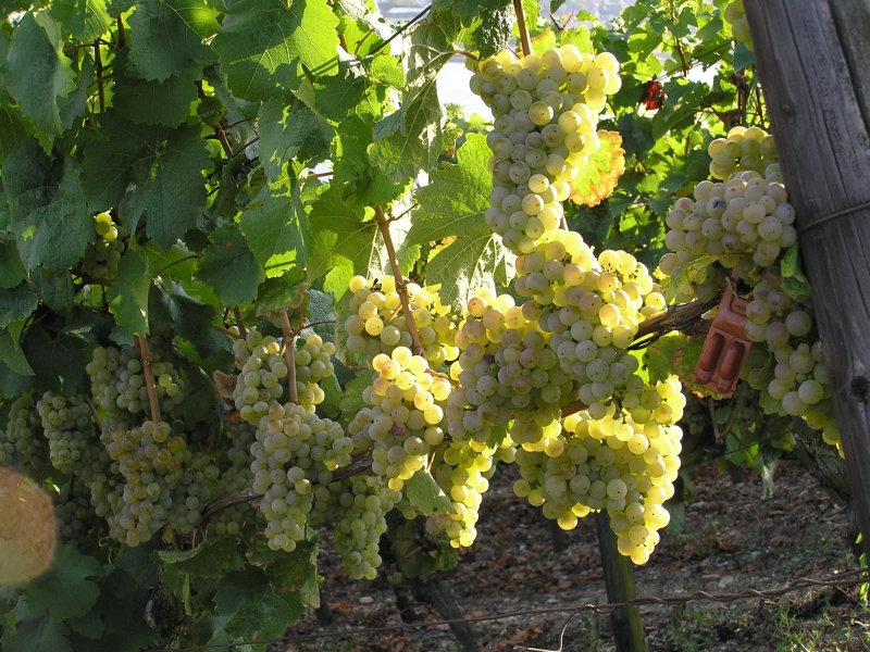 Виноград сорта Солярис