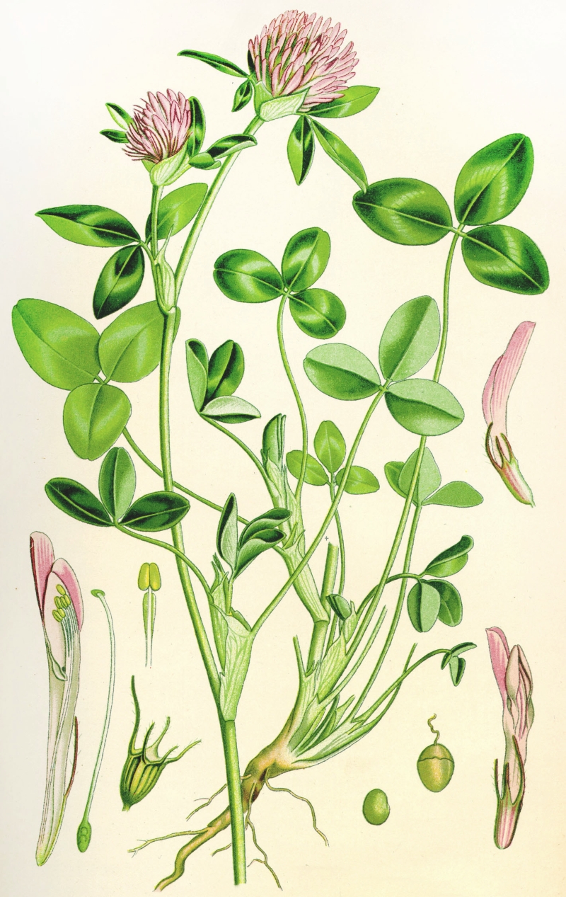 Клевера Trifolium repens