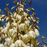 Фото 17: Цветы белой юкки