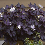 Фото 16: Кислица с фиолетовыми листьями