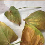 Фото 18: Пораженные листья плюща