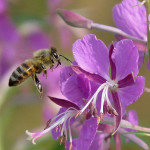 Фото 27: Пчела на цветках Иван-чая