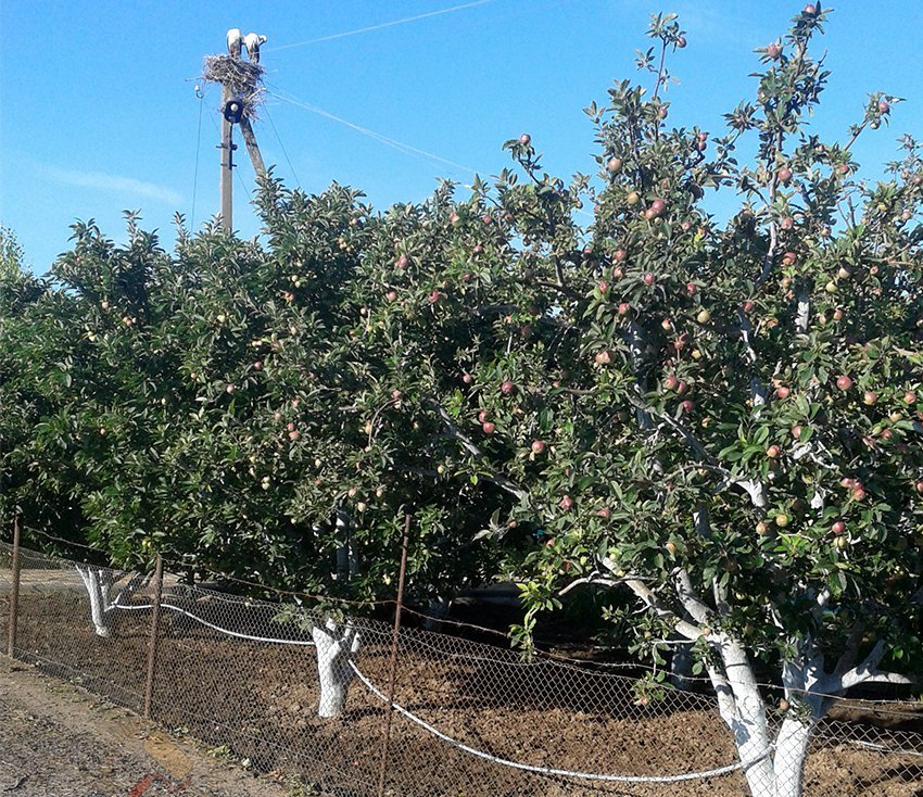Двухлетние яблони. Яблоня двухлетка. Плодовый пояс. Трактора для подрезки верхушек плодовых деревьев на плантациях. Как выглядит двухгодовалая яблоня.