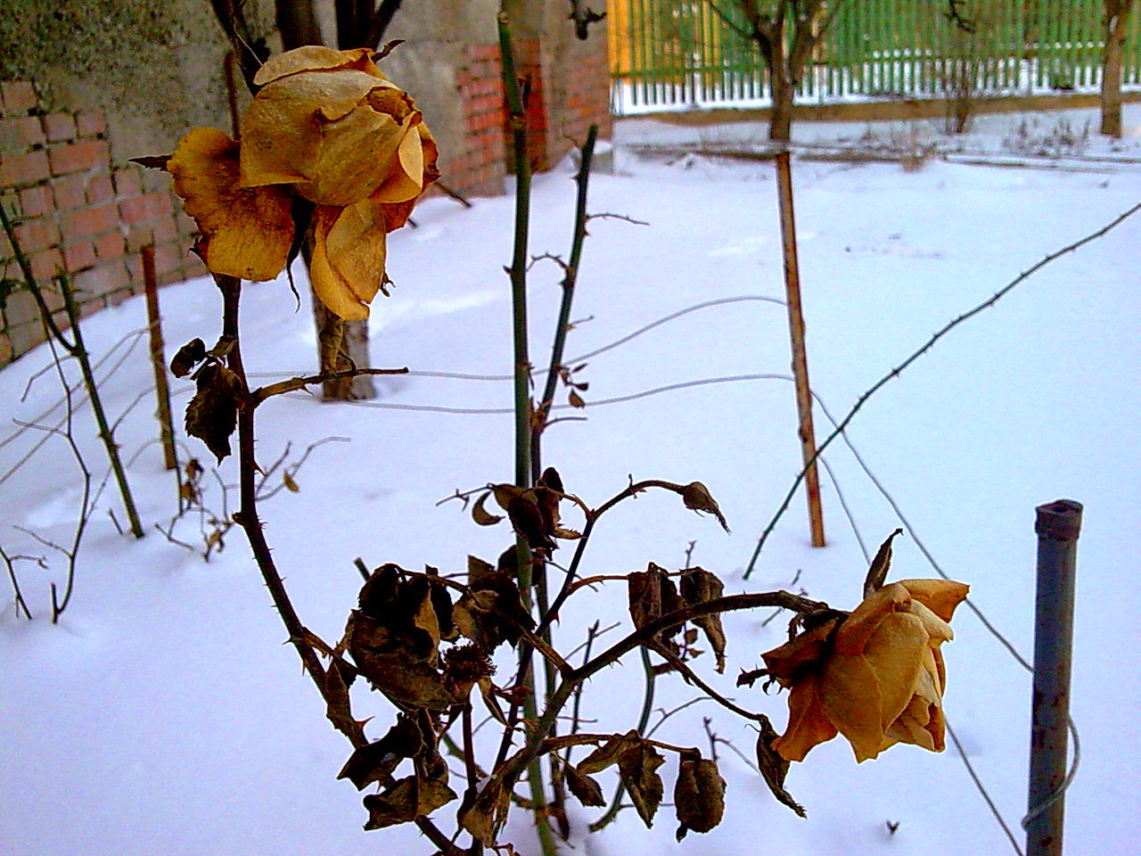 Как сохранить домашние розы зимой. Бурбонские розы зимуют. Растут ли розы зимой.