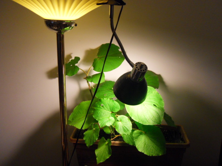 лампы для растений как выбрать