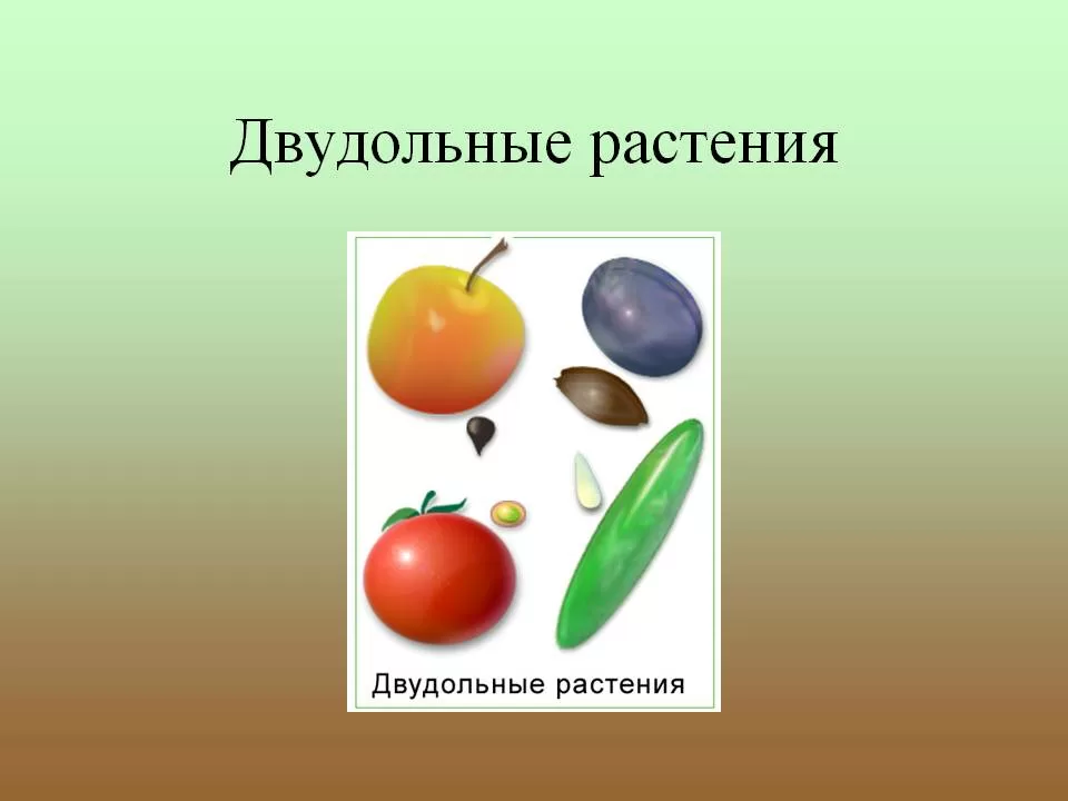 Статья: Сравнение однодольных и двудольных растений