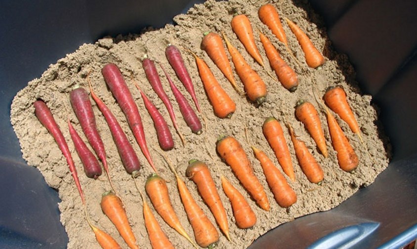 Песок и морковь