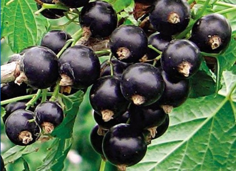 Фото 1: Цветение церной смородины на стеблях