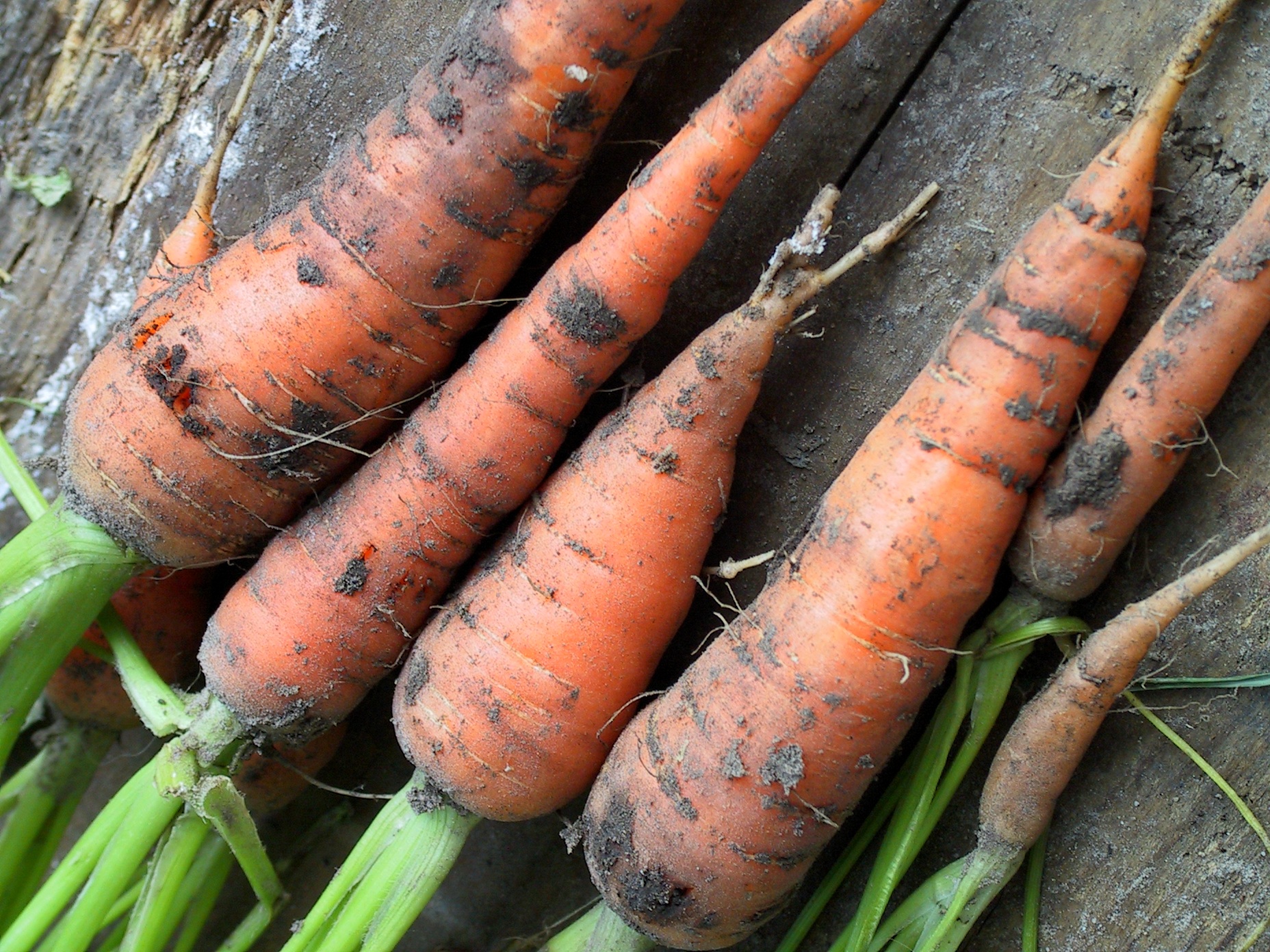 Как вырастить хороший урожай моркови. Морковь. Морковь домашняя. Хранение моркови. Крупная морковь домашняя.