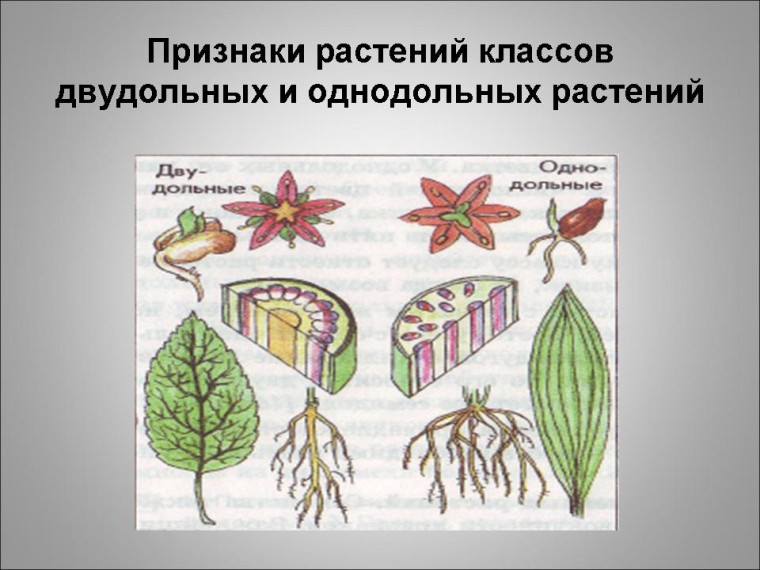 Семейства однодольных и двудольных растений презентация