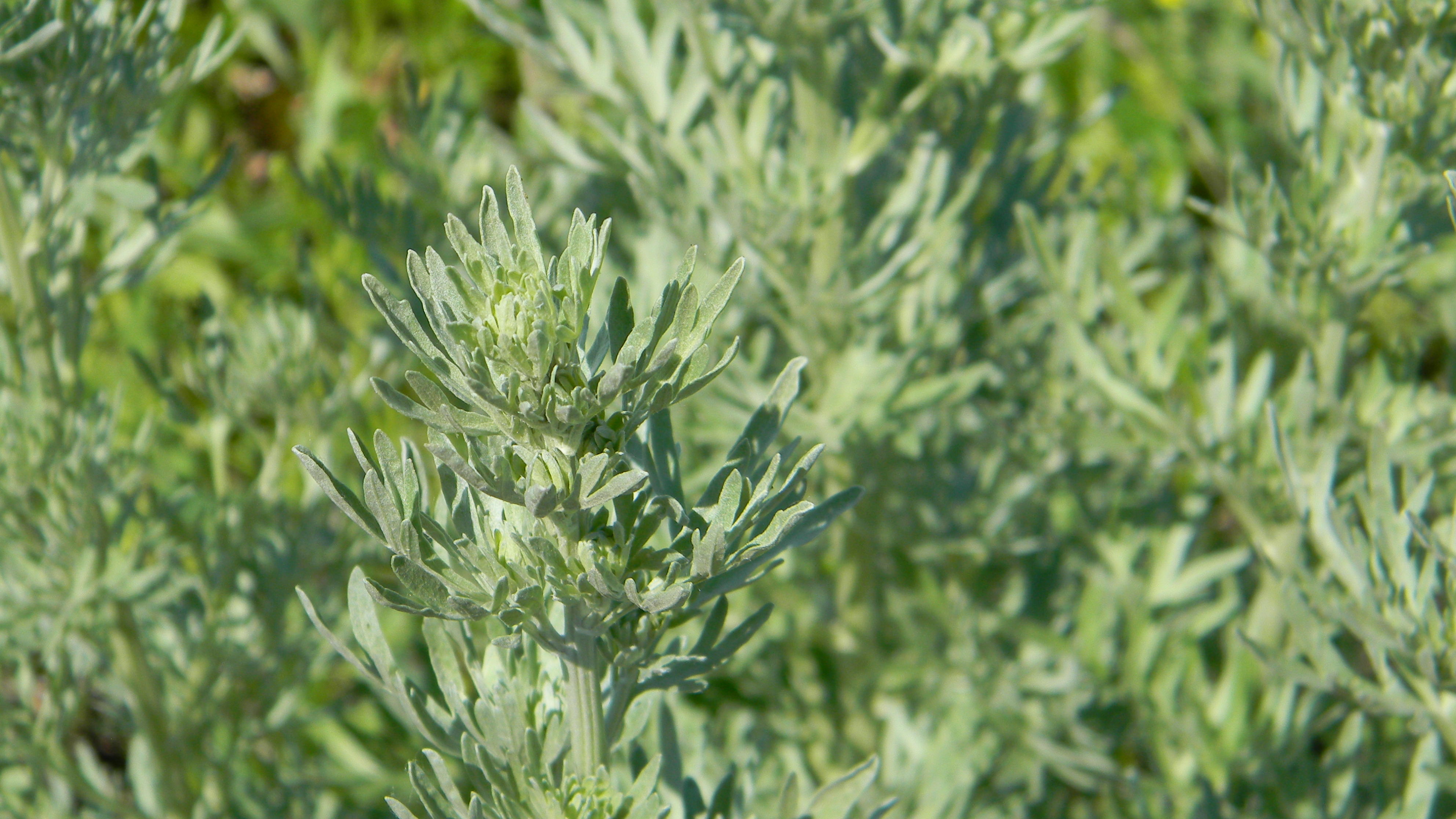 Artemisia Montana Полынь