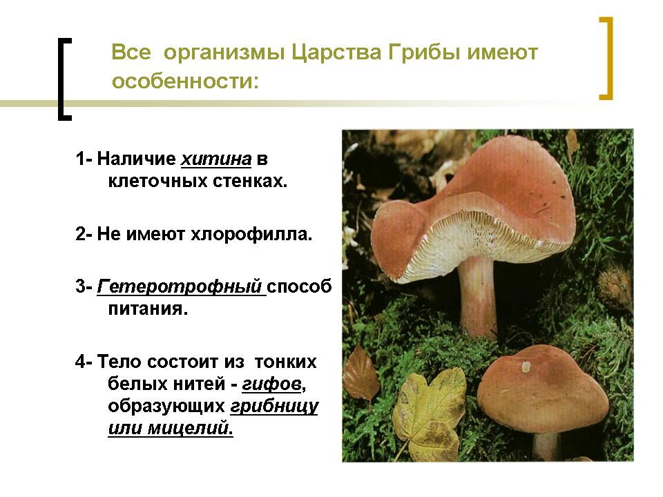 Презентация общая характеристика грибов 7 класс биология. Царство грибы многообразие грибов. Характеристика грибов. Признаки царства грибов. Характерные особенности царства грибов.