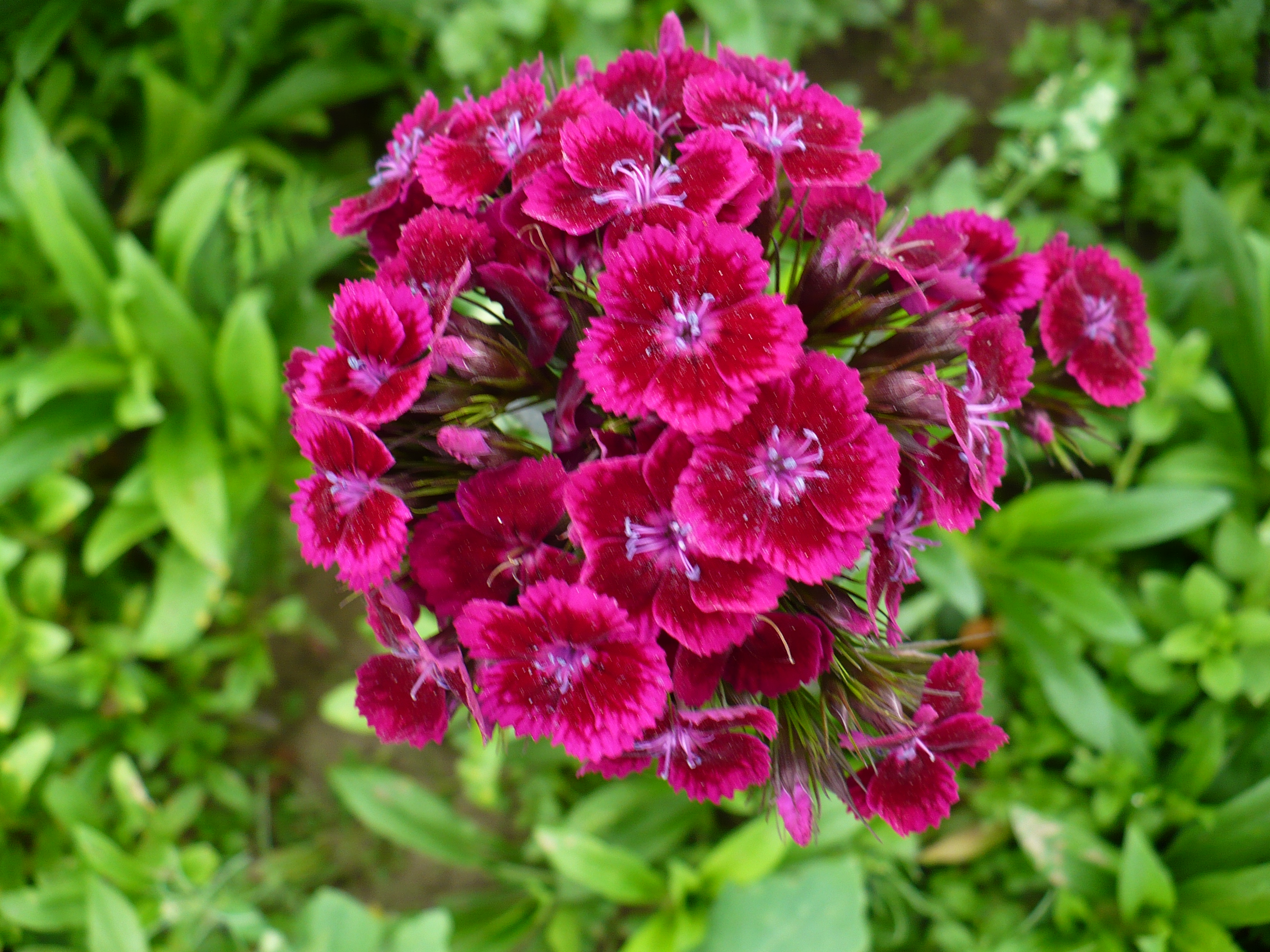 Гвоздика в саду многолетняя фото цветов