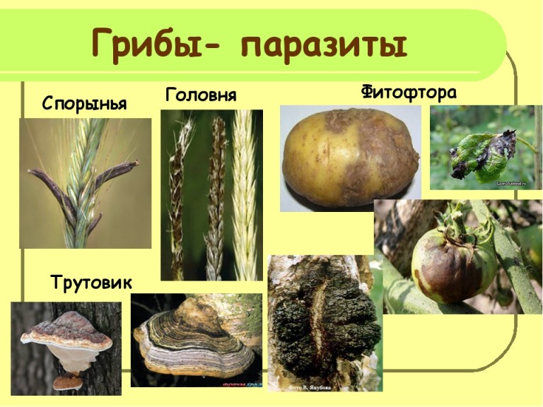 Проект по биологии на тему грибы паразиты есть ли от них польза