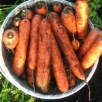 Фото 5: Сушка моркови
