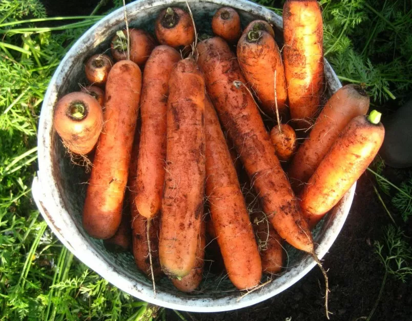 Способы хранения моркови на зиму в квартире