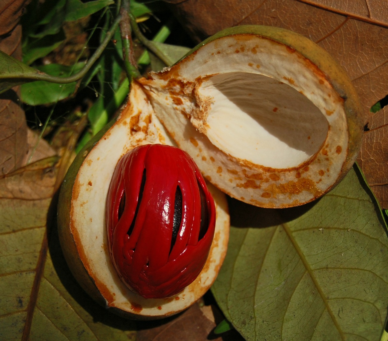 Nutmeg — мускатный орех