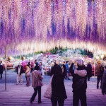 Фото 38: Цветение глицинии в Ashikaga Flower Park