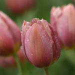 Фото 8: Сорт тюльпана Бабушкины Сказки
