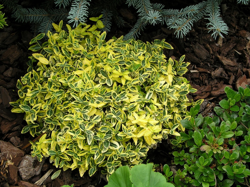 Euonymus-fortunei-Emerald-n-Gold