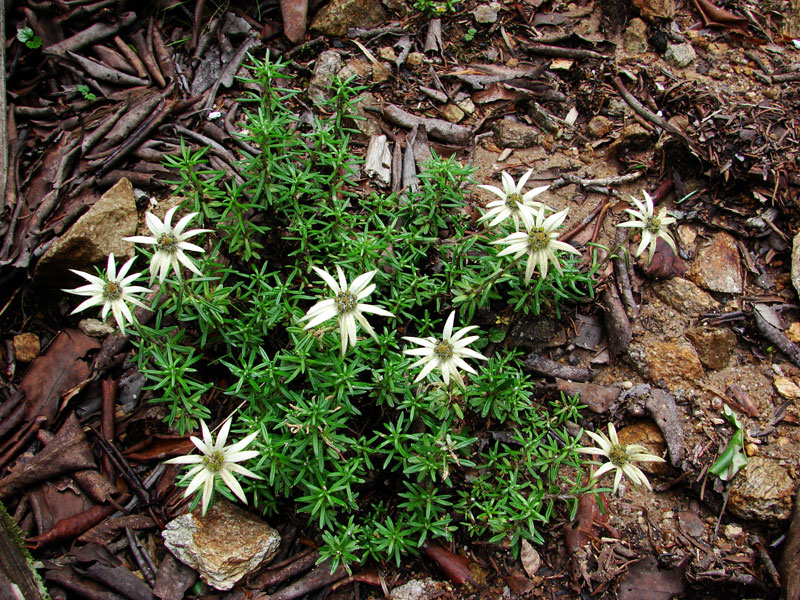 Leonthopodium jacotianum