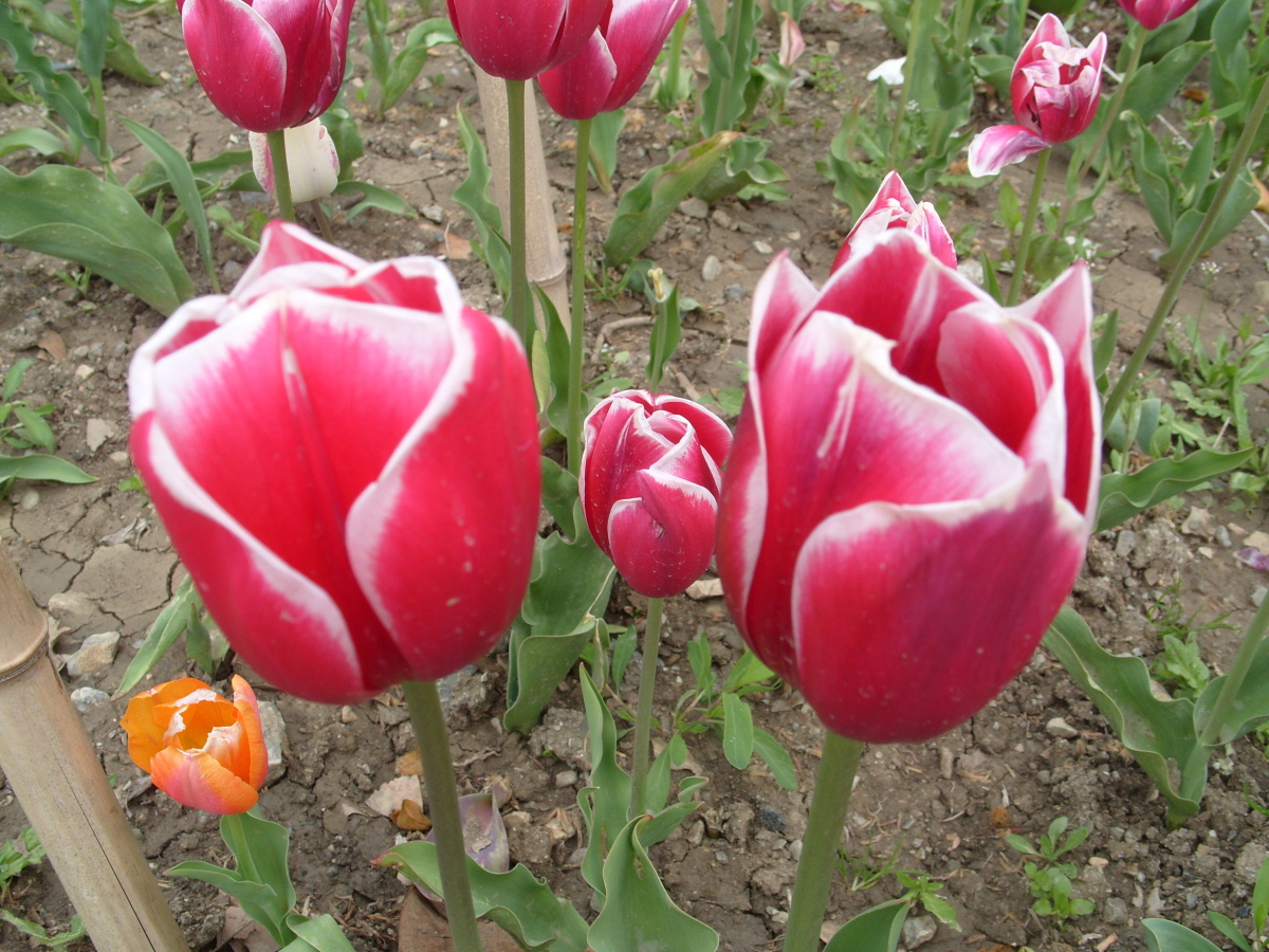 Тюльпан красный с белой каймой фото