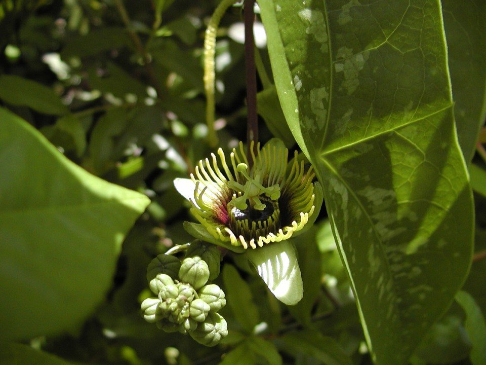 Passiflora Сoriacea