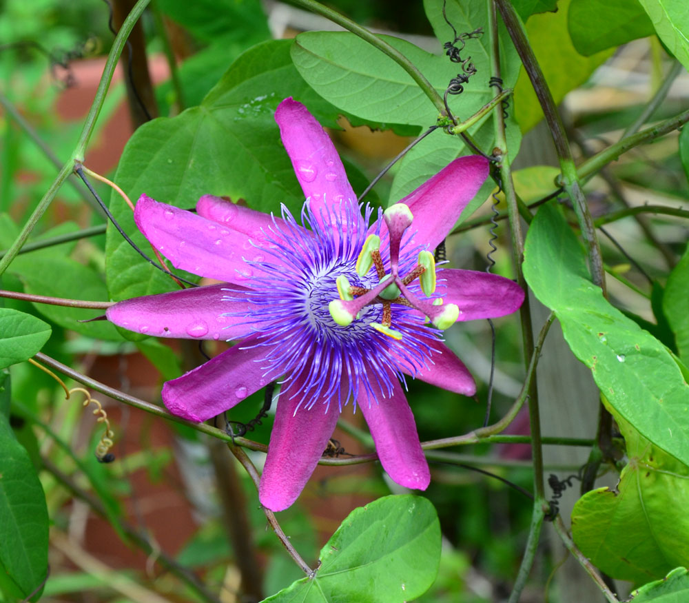 Пассифлора цветок садовый многолетний зимующий фото и описание