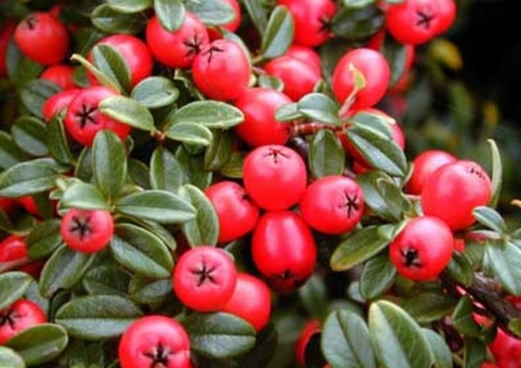 Фото 26: Кизильник красный