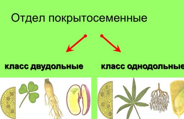 Как определить двудольные и однодольные растения по картинке