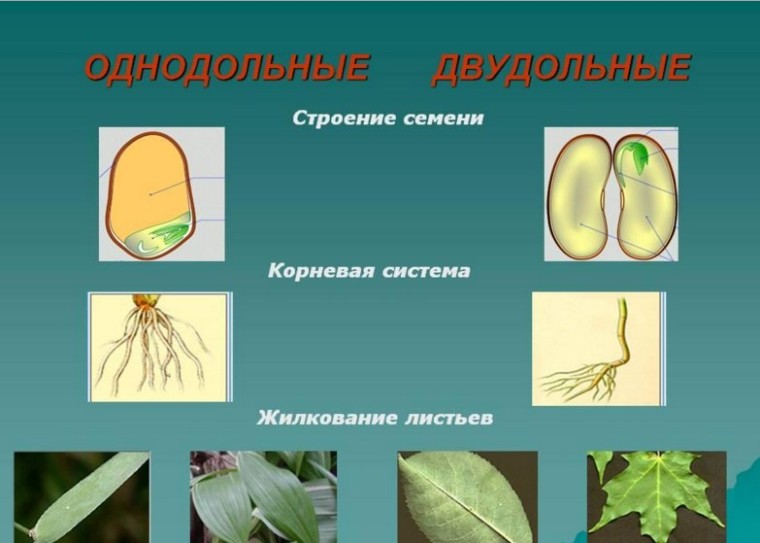 Как определить двудольные и однодольные растения по картинке