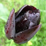 Фото 29: Черный тюльпан