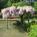 Фото 50: Глициния флорибунда в японском саду