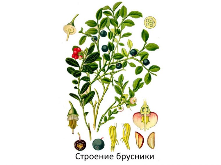 Листья брусники рисунок