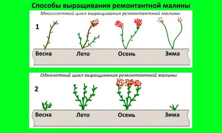 Корневая система малины глубина и расположение схема