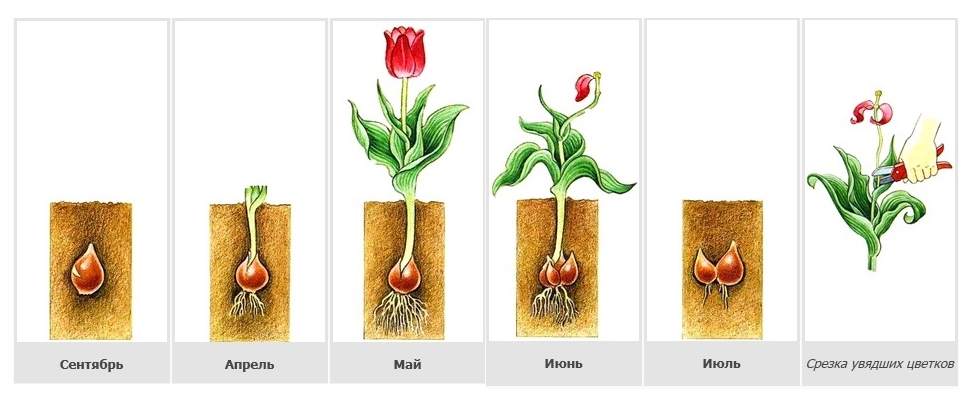Жизненный цикл тюльпанов