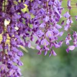 Фото 85: Цветы японской глицинии